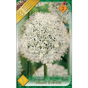 Virághagyma Allium Mount Everest  1 db