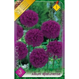 Virághagyma Allium Aflatunense  3 db