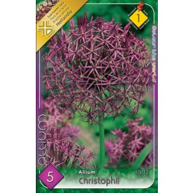 Virághagyma Allium Christophii  5 db