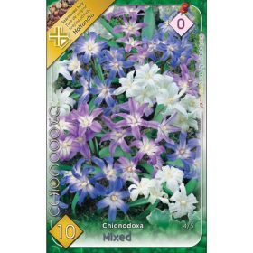 Virághagyma Chionodoxa Mixed  10 db