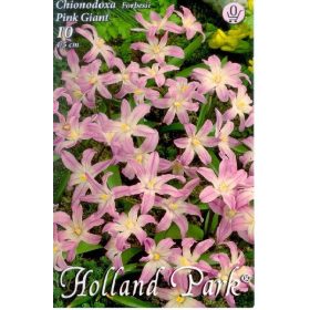 Virághagyma Chionodoxa Forbesii Pink Giant 10 db