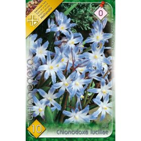 Virághagyma Chionodoxa Luciliae  10 db