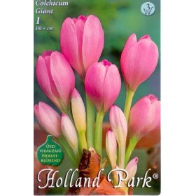 Virághagyma Colchicum Giant  1 db