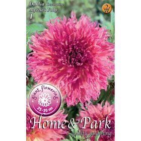 Virághagyma Dahlia Decorative Myrtle's Folly 1db