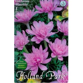 Virághagyma Colchicum Waterlily  1 db