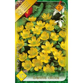 Virághagyma Eranthis Cilicica  10 db
