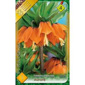 Virághagyma Fritillaria Imperialis Aurora 1 db