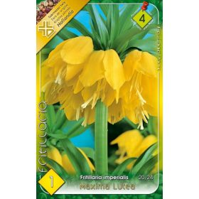 Virághagyma Fritillaria Imperialis Maxima Lutea 1 db