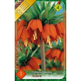 Virághagyma Fritillaria Imperialis Rubra 1 db