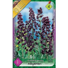 Virághagyma Fritillaria Persica Adiyaman 1 db