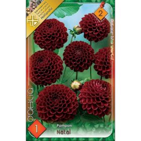 Virághagyma Dahlia Pompon Natal 1db