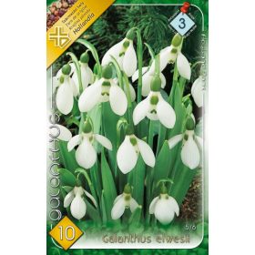 Virághagyma Galanthus Elwesii 10 db