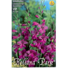 Virághagyma Gladiolus Communis ssp byzantinus  10 db