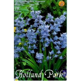 Virághagyma Hyacinthoides Hispanica Blue 10 db