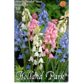 Virághagyma Hyacinthoides Hispanica mixed 10 db