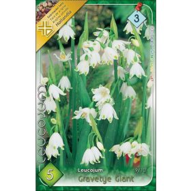 Virághagyma Leucojum Gravetye Giant  5 db