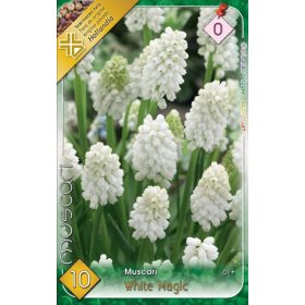 Virághagyma Muscari White Magic 10 db