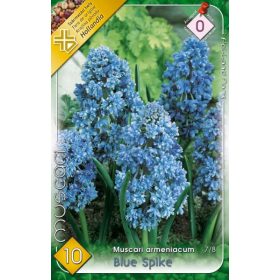 Virághagyma Muscari armeniacum Blue Spike 10 db