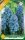 Virághagyma Muscari armeniacum Blue Spike 10 db