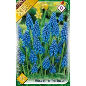 Virághagyma Muscari armeniacum  10 db