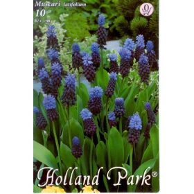 Virághagyma Muscari latifolium  10 db