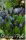 Virághagyma Muscari latifolium  10 db