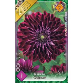 Virághagyma Dahlia Decorative Osirium 1db
