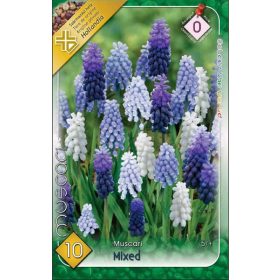 Virághagyma Muscari Mixed  10 db