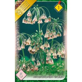 Virághagyma Nectaroscordum siculum  5 db