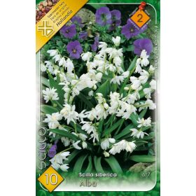 Virághagyma Scilla Siberica Alba 10 db
