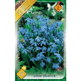Virághagyma Scilla Siberica  11 db