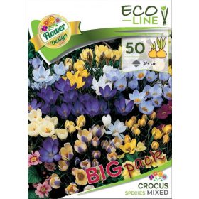 Virághagyma Crocus Species Mixed 50 db