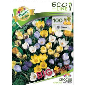 Virághagyma Crocus Species Mixed 100 db