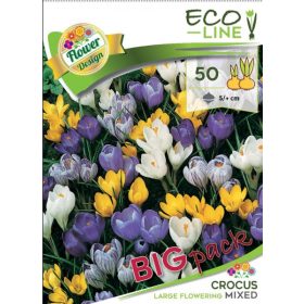 Virághagyma Crocus Large Flowering mixed 50 db