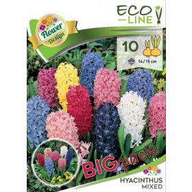 Virághagyma Hyacinthus Mixed 10 db