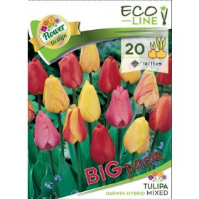 Virághagyma Tulipa Darwin Hybrid mixed 20 db