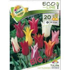 Virághagyma Tulipa Lily Flowered mixed 20 db