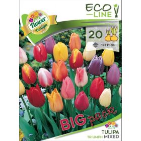 Virághagyma Tulipa Triumph mixed 20 db