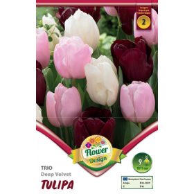 Virághagyma Tulipa Trio Deep Velvet 9 db