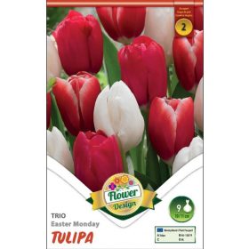 Virághagyma Tulipa Trio Easter Monday 9 db