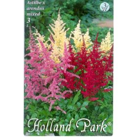 Virághagyma Astilbe x arendsii mixed 3db