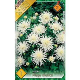 Virághagyma Dahlia Border Playa Blanca 1db