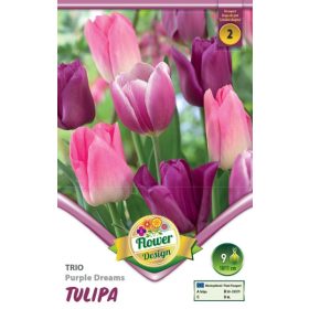 Virághagyma Tulipa Trio Purple Dreams 9 db