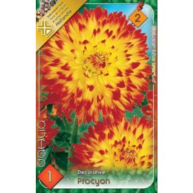Virághagyma Dahlia Decorative Procyon 1db