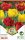 Virághagyma Tulipa Duo Double Red & Yellow 10 db
