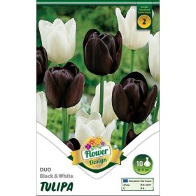 Virághagyma Tulipa Duo Black & White 10 db