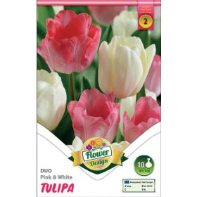 Virághagyma Tulipa Duo Pink & White 10 db