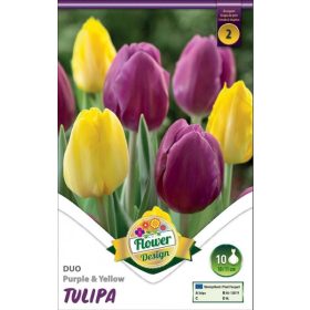 Virághagyma Tulipa Duo Purple & Yellow 10 db