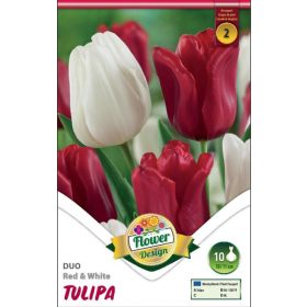 Virághagyma Tulipa Duo Red & White 10 db