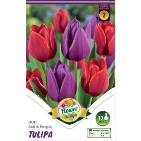 Virághagyma Tulipa Duo Red & Purple 10 db